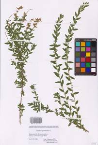 Genista germanica L., Eastern Europe, Western region (E3) (Russia)