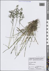 Poa alpina L., Siberia, Central Siberia (S3) (Russia)