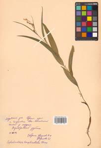 Cephalanthera longibracteata Blume, Siberia, Russian Far East (S6) (Russia)