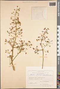 Alisma plantago-aquatica L., Eastern Europe, Northern region (E1) (Russia)