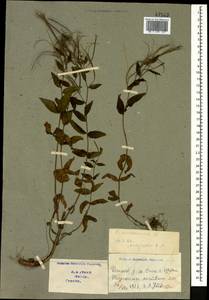 Epilobium montanum L., Caucasus, Georgia (K4) (Georgia)
