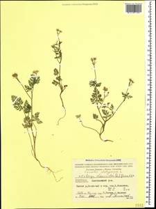 Orlaya daucoides (L.) Greuter, Caucasus, Azerbaijan (K6) (Azerbaijan)