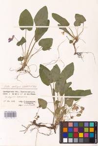 Viola ambigua Waldst. & Kit., Eastern Europe, Eastern region (E10) (Russia)