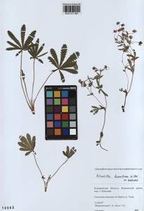 Potentilla humifusa Willd., Siberia, Altai & Sayany Mountains (S2) (Russia)