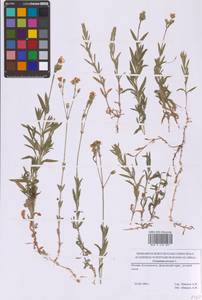 Cerastium arvense L., Eastern Europe, Moscow region (E4a) (Russia)