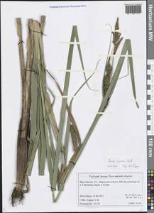 Carex riparia Curtis, Eastern Europe, Central forest region (E5) (Russia)