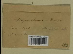 Ptychostomum lonchocaulon (Müll. Hal.) J.R. Spence, Bryophytes, Bryophytes - Western Europe (BEu) (Not classified)