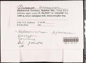 Dicranum leioneuron Kindb., Bryophytes, Bryophytes - Russian Far East (excl. Chukotka & Kamchatka) (B20) (Russia)