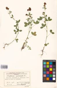 Trifolium spadiceum L., Eastern Europe, Moscow region (E4a) (Russia)