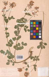 Coronilla coronata L., Eastern Europe, West Ukrainian region (E13) (Ukraine)