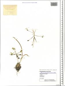Ornithogalum orthophyllum subsp. kochii (Parl.) Zahar., Caucasus, Black Sea Shore (from Novorossiysk to Adler) (K3) (Russia)