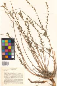 Artemisia marschalliana Spreng., Eastern Europe, Lower Volga region (E9) (Russia)