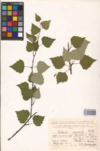 Betula pendula Roth, Eastern Europe, Northern region (E1) (Russia)