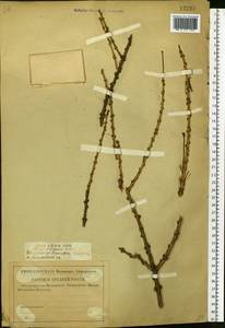 Larix sibirica Ledeb., Eastern Europe, Central forest region (E5) (Russia)
