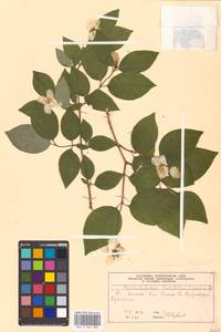 Philadelphus pubescens Loisel., Eastern Europe, Moscow region (E4a) (Russia)