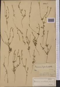 Roemeria hybrida (L.) DC., Middle Asia, Syr-Darian deserts & Kyzylkum (M7) (Kazakhstan)