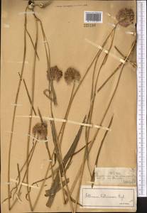 Allium fetisowii Regel, Middle Asia, Northern & Central Tian Shan (M4) (Kazakhstan)