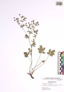 Potentilla collina Wibel, Eastern Europe, Central region (E4) (Russia)