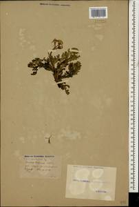 Senecio glaucus subsp. coronopifolius (Maire) C. Alexander, Caucasus, Georgia (K4) (Georgia)