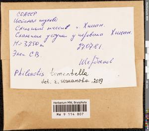 Philonotis tomentella Molendo, Bryophytes, Bryophytes - North Caucasus & Ciscaucasia (B12) (Russia)