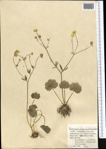 Ranunculus afghanicus Aitch. & Hemsl., Middle Asia, Pamir & Pamiro-Alai (M2) (Uzbekistan)