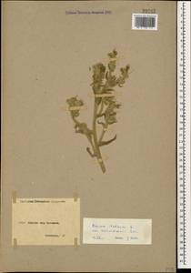 Echium italicum subsp. biebersteinii (Lacaita) Greuter & Burdet, Caucasus, Armenia (K5) (Armenia)
