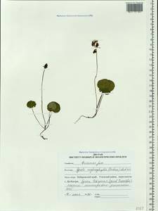Pyrola nephrophylla (Andres) Andres, Siberia, Russian Far East (S6) (Russia)