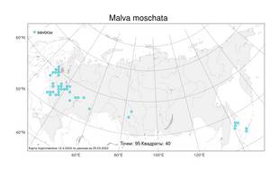 Malva moschata L., Atlas of the Russian Flora (FLORUS) (Russia)