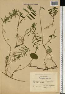 Euonymus nanus M. Bieb., Eastern Europe, Moldova (E13a) (Moldova)