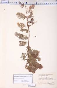 Metasequoia glyptostroboides Hu & W.C.Cheng, Crimea (KRYM) (Russia)