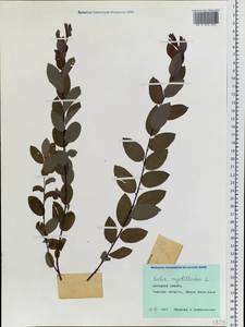 Salix myrtilloides L., Siberia, Western Siberia (S1) (Russia)