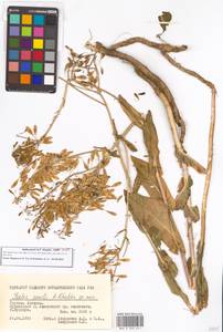 Isatis emarginata Kar. & Kir., Caucasus, Georgia (K4) (Georgia)