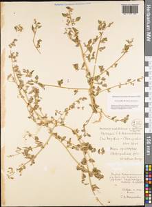 Chenopodium karoi (Murr) Aellen, Siberia, Yakutia (S5) (Russia)