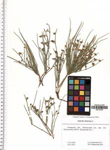 Ephedra distachya L., Eastern Europe, Middle Volga region (E8) (Russia)
