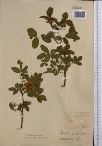 Rosa glabrifolia C. A. Mey. ex Rupr., Middle Asia, Northern & Central Kazakhstan (M10) (Kazakhstan)