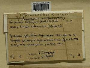 Claopodium pellucinerve (Mitt.) Best, Bryophytes, Bryophytes - Russian Far East (excl. Chukotka & Kamchatka) (B20) (Russia)