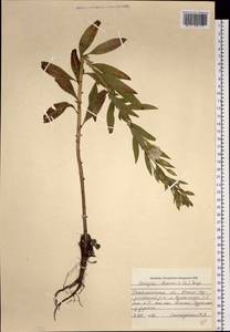 Oenothera biennis L., Siberia, Russian Far East (S6) (Russia)