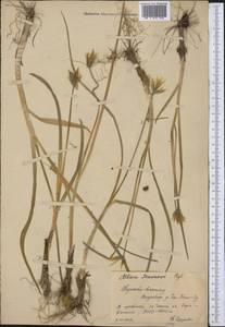 Allium semenovii Regel, Middle Asia, Northern & Central Tian Shan (M4) (Kyrgyzstan)
