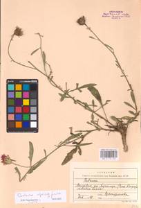Centaurea adpressa Ledeb., Eastern Europe, Moldova (E13a) (Moldova)