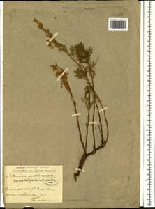 Artemisia stechmanniana Besser, Siberia, Baikal & Transbaikal region (S4) (Russia)