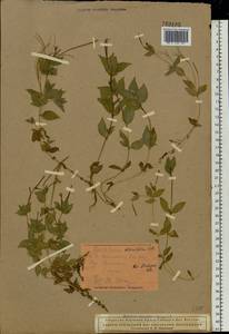 Epilobium alsinifolium Vill., Eastern Europe, Northern region (E1) (Russia)