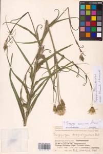 Tragopogon podolicus Besser ex DC., Eastern Europe, Lower Volga region (E9) (Russia)