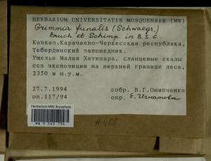 Grimmia funalis (Schwägr.) Bruch & Schimp., Bryophytes, Bryophytes - North Caucasus & Ciscaucasia (B12) (Russia)