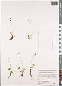Micranthes nudicaulis, Siberia, Yakutia (S5) (Russia)