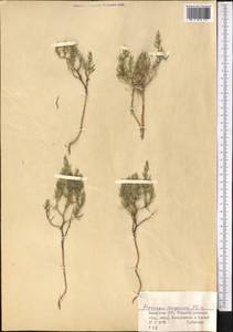 Asparagus angulofractus Iljin, Middle Asia, Dzungarian Alatau & Tarbagatai (M5) (Kazakhstan)