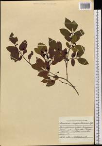 Lonicera ruprechtiana Regel, Siberia, Russian Far East (S6) (Russia)