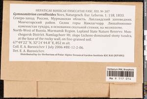 Gymnomitrion corallioides Nees, Bryophytes, Bryophytes - Karelia, Leningrad & Murmansk Oblasts (B4) (Russia)