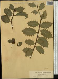 Ilex aquifolium L., Western Europe (EUR) (Austria)