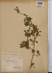 Rosa beggeriana Schrenk, Middle Asia, Northern & Central Tian Shan (M4) (Kazakhstan)