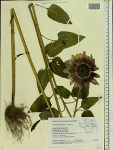 Helianthus annuus L., Eastern Europe, Central region (E4) (Russia)